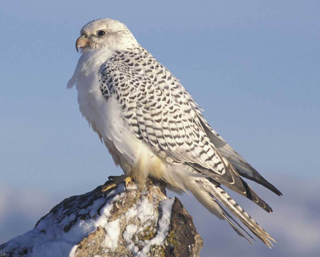Gyrfalcon